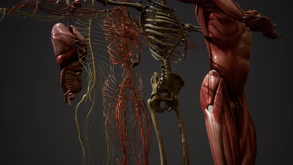 Animated 3D Human Anatomy Illustration alt