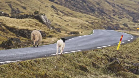 Lamb And Sheep Walking Along Road