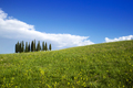 Photographic documentation of the cypresses in the province of Siena - PhotoDune Item for Sale