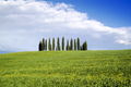 Photographic documentation of the cypresses in the province of Siena - PhotoDune Item for Sale