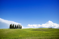 Photographic documentation of the cypresses in the province of Siena - PhotoDune Item for Sale