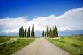 Photographic documentation of the cypresses in the province of Siena - PhotoDune Item for Sale