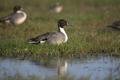Northern pintail bird resting in the grass  - PhotoDune Item for Sale