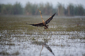 Purple heron bird flying out of water  - PhotoDune Item for Sale