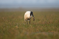 Black headed ibis bird preying on a snake - PhotoDune Item for Sale