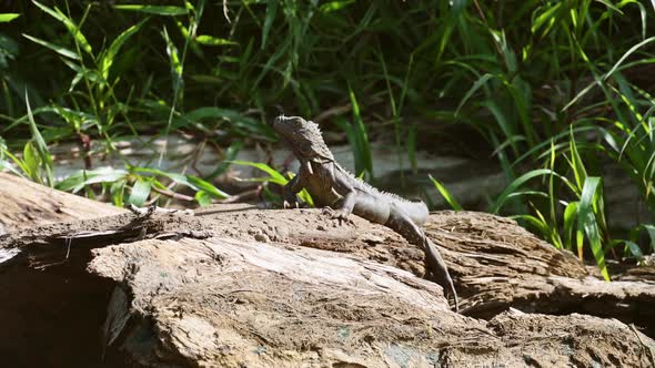 Costa Rica Wildlife, Green Iguana Lizard Lying in the Sun on a Branch by the River, Boca Tapada, Cen