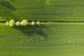 Aerial view of a wheat field in spring - PhotoDune Item for Sale