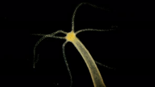 Hydra Vulgaris Under the Microscope