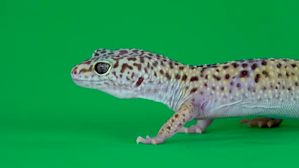 Yellow and Brown Spotted Leopard Gecko Eublefar Isolated at Green Screen. Close Up.