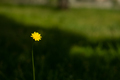 Yellow dandelion flower against grass - PhotoDune Item for Sale