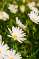 White daisies grouped on a single scrub - PhotoDune Item for Sale