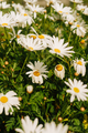 White daisies grouped on a single scrub - PhotoDune Item for Sale