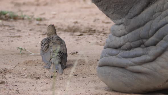 Yellow-billed oxpecker preening his feathers next to a Rhino