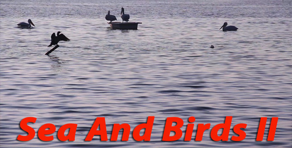 Sea And Birds II