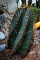 Cactus of mexico - PhotoDune Item for Sale
