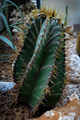 Cactus of mexico - PhotoDune Item for Sale