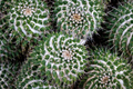 Mammillaria compressa - succulent plant - PhotoDune Item for Sale