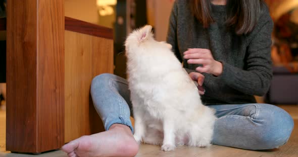 Pet owner brushing her pomeranian dog at home