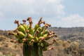 Fruits of cactus Carnegiea gigantea Saguaro on desert - PhotoDune Item for Sale