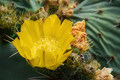 Cactus flower Opuntia ficus flower - PhotoDune Item for Sale