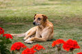 Dog laying on the grass in front of red flowers - PhotoDune Item for Sale