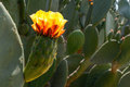 Cactus flower Opuntia ficus flower - PhotoDune Item for Sale