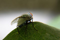 House fly on green leaf - PhotoDune Item for Sale