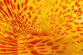 Yellow Achira cana indica flower macro photo background - PhotoDune Item for Sale