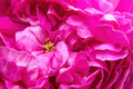 Pink peony flower macro photo background - PhotoDune Item for Sale