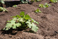Organic garden with Zucchini plants - PhotoDune Item for Sale