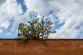 Cactus plant on a roof with a cloudy sky in the background. - PhotoDune Item for Sale