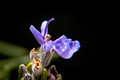Macro photo of purple flower of Salvia rosmarinus rosemary - PhotoDune Item for Sale