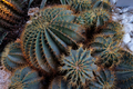 Mexico cactus, succulent plant - PhotoDune Item for Sale