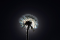 Beautiful textured background of Taraxacum officinale dandelion against light - PhotoDune Item for Sale