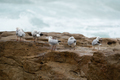 Seagulls - PhotoDune Item for Sale