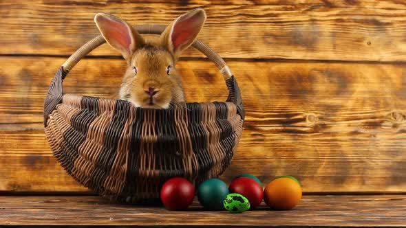 Little Brown Fluffy Cute Rabbit Sits in a Wicker Basket with Multicolored Assorted Easter Eggs