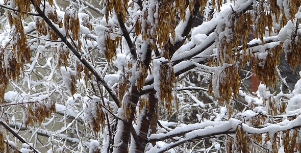 Snow And Tree 2