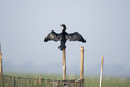 Cormorant bird resting on a pole  - PhotoDune Item for Sale