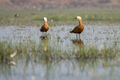 Ruddy shelduck bird in the wetland waters  - PhotoDune Item for Sale