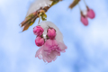 Snow covered pink cherry blossoms - PhotoDune Item for Sale
