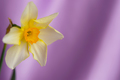 Daffodils on a purple background close-up. - PhotoDune Item for Sale
