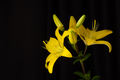 Yellow lilies on a black background with a space for text. - PhotoDune Item for Sale