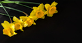 Yellow daffodils on a black background. - PhotoDune Item for Sale