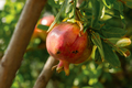 Red ripe pomegranate fruits grow in the garden. - PhotoDune Item for Sale