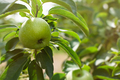 Green apples garden close-up. . - PhotoDune Item for Sale