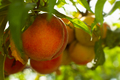 Peaches garden close-up. Juicy bright summer fruits on a branch - PhotoDune Item for Sale