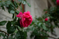 Rose pink garden bush close-up. - PhotoDune Item for Sale