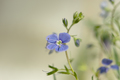 Blue flax flower close-up. - PhotoDune Item for Sale