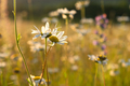 Bright rays of the sun illuminate the field with daisies - PhotoDune Item for Sale
