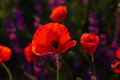 Poppies field sunset. Bright scarlet flowers - PhotoDune Item for Sale